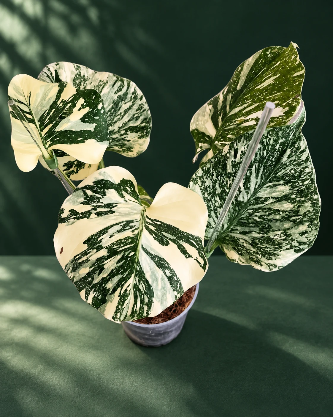 Monstera displayed in a green nursery setting